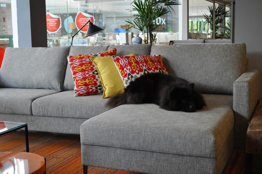 How To Get Urine Smell Out Of The Couch The Ultimate Guide To Spotless