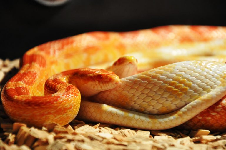 What Does a Corn Snake Bite and Teeth Look Like? PetvBlog