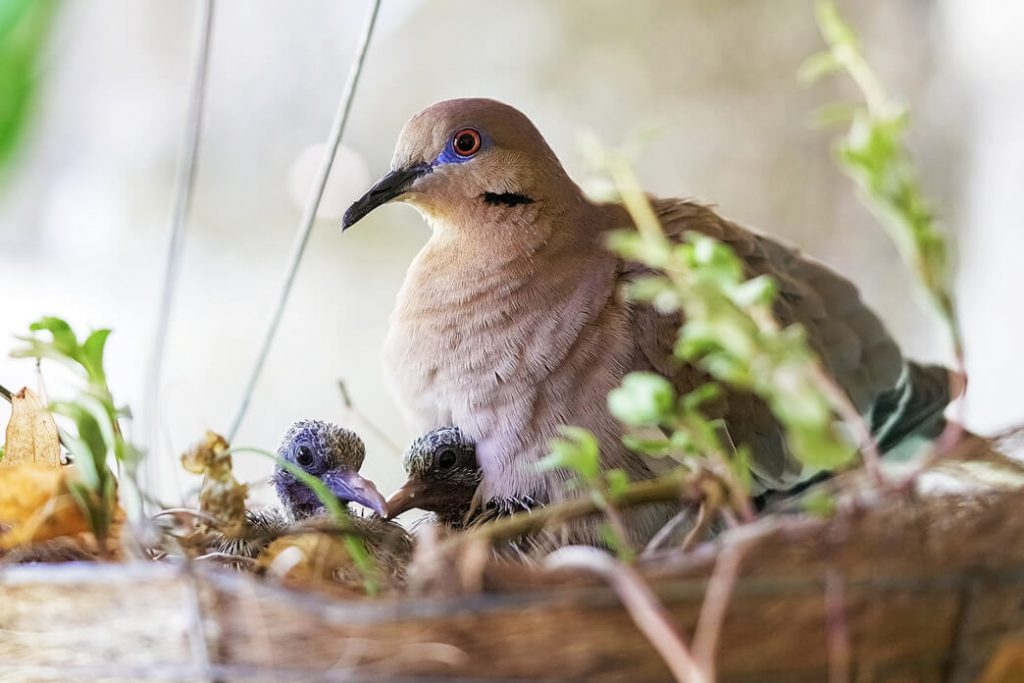 What Do Birds Eat in the Winter? PetvBlog